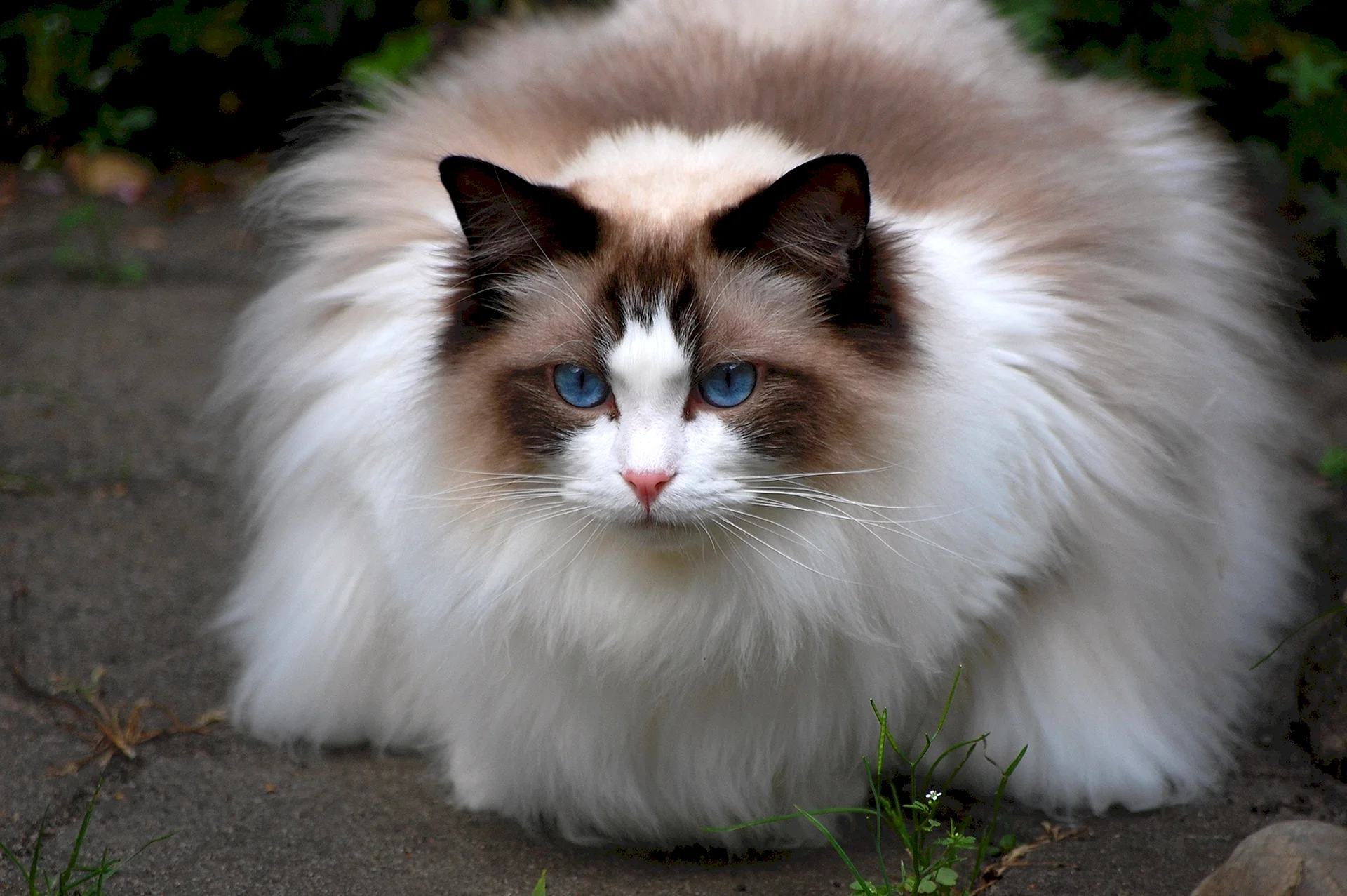 Ragdoll Cat Wallpaper