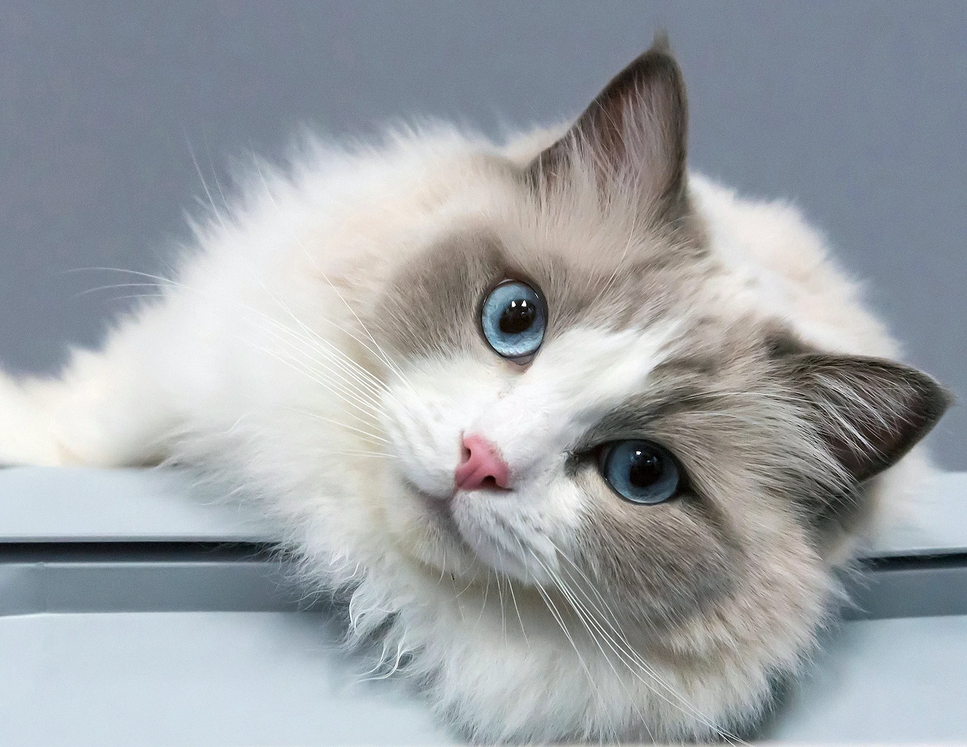 Ragdoll Cat Wallpaper