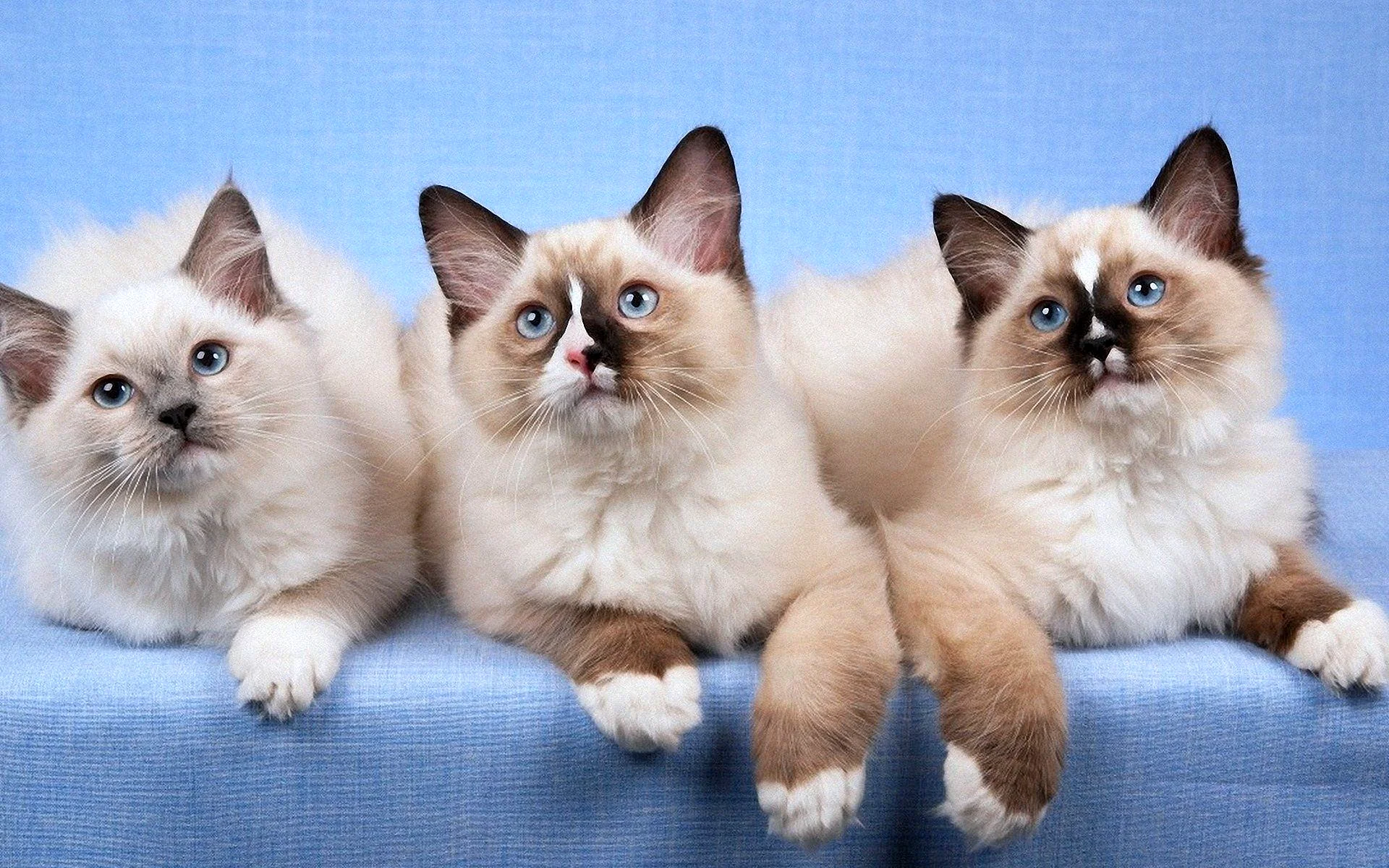 Ragdoll Cat Wallpaper