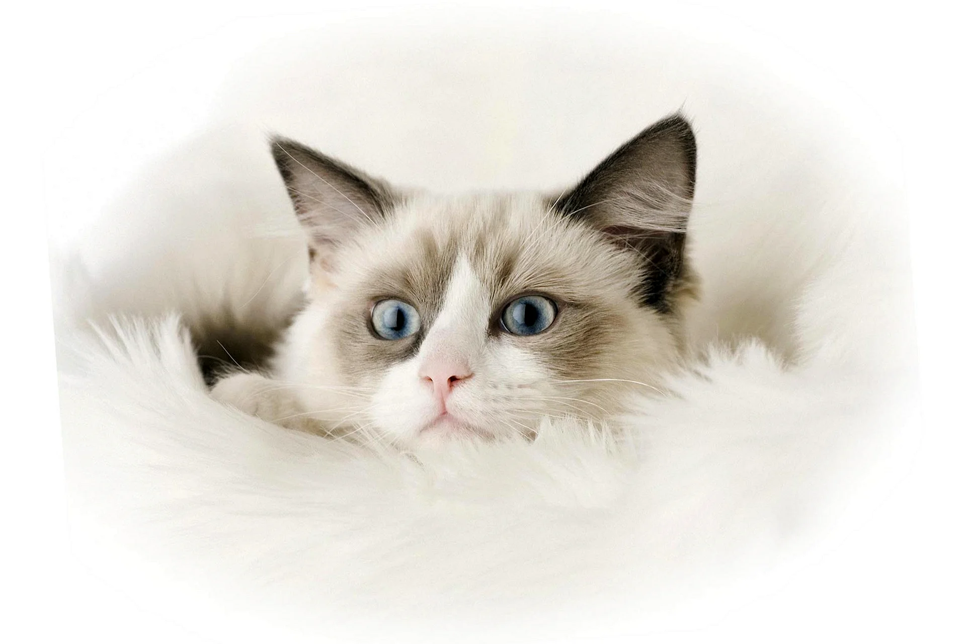 Ragdoll Cat Wallpaper