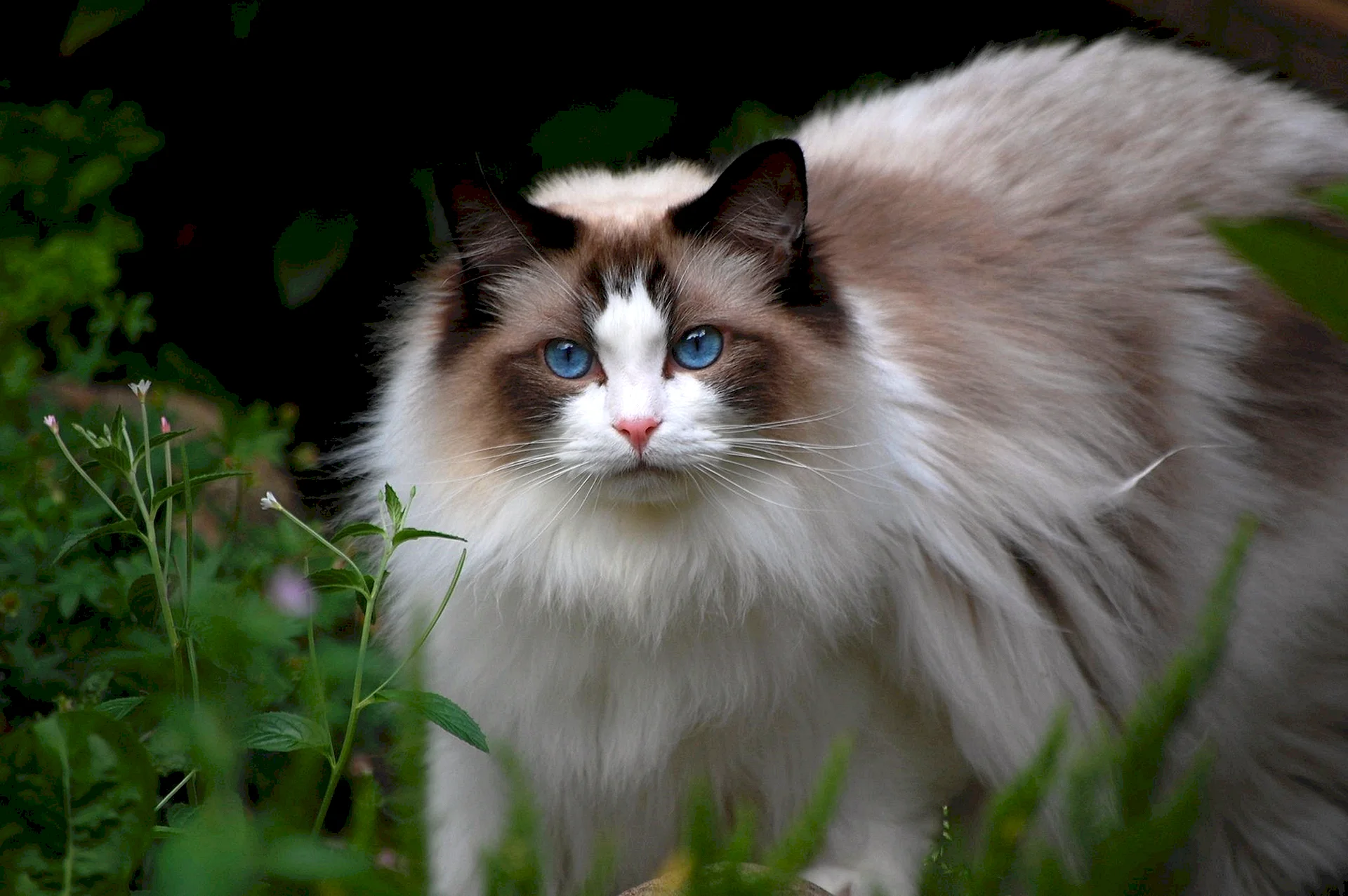 Ragdoll Cat Wallpaper