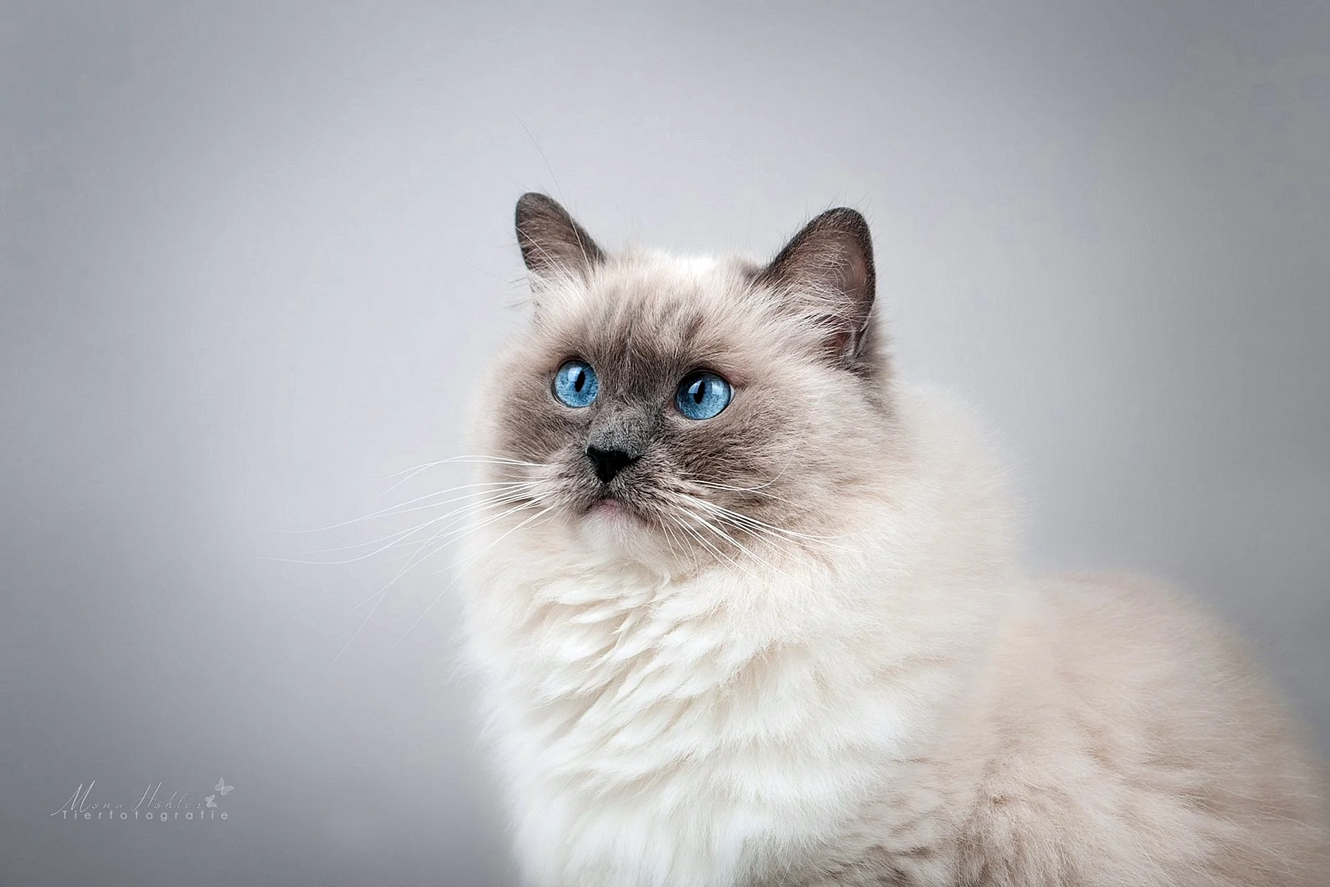 Ragdoll Cat Wallpaper