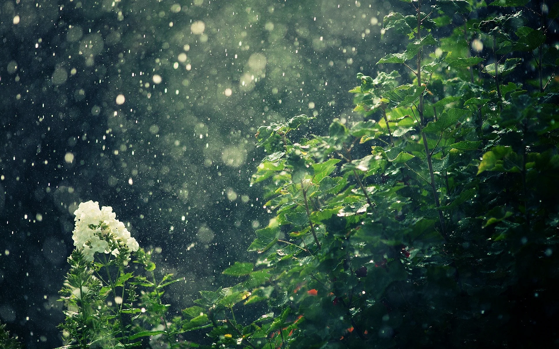 Rain Wallpaper