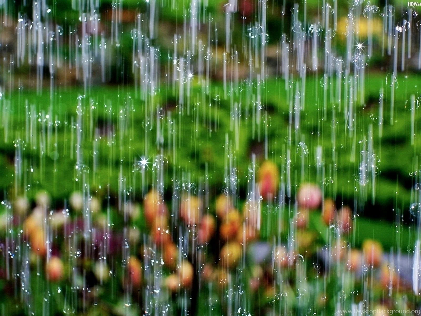 Rain Wallpaper