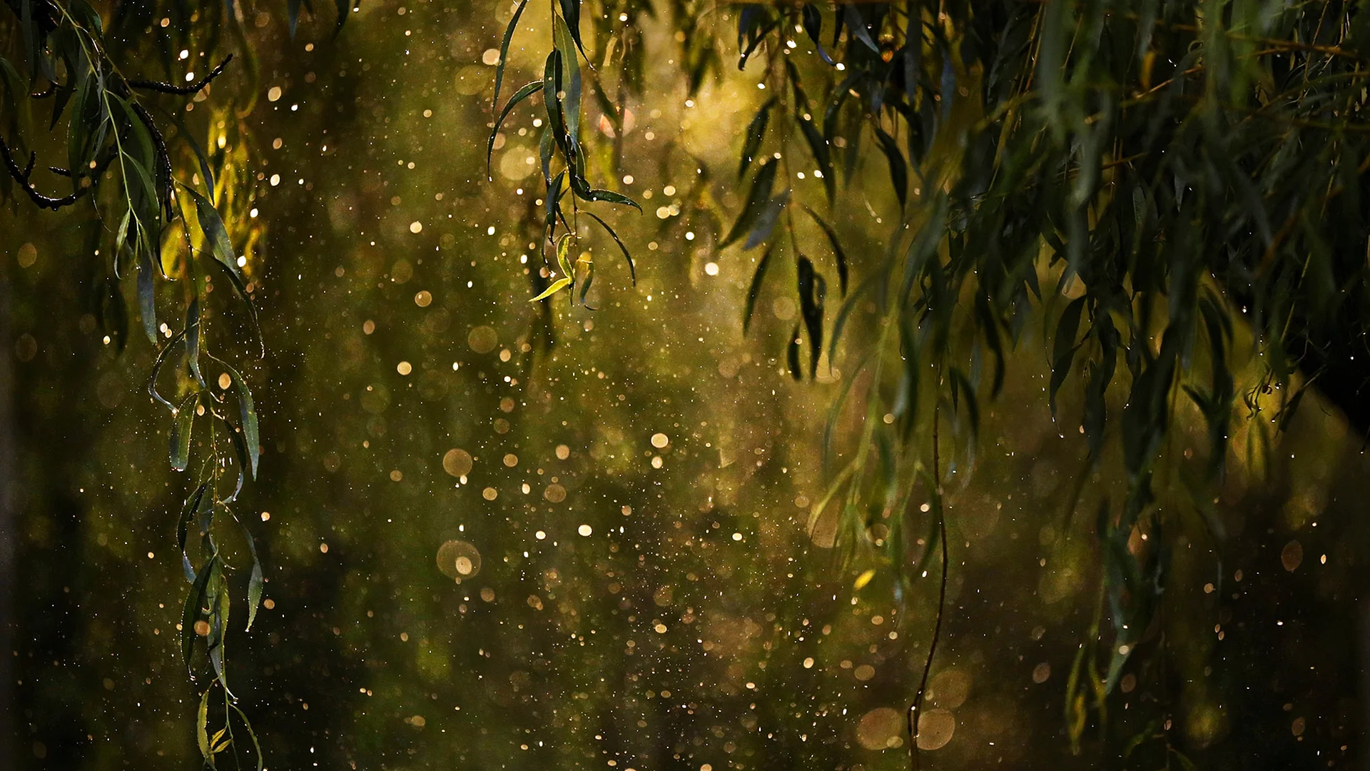 Rain Wallpaper