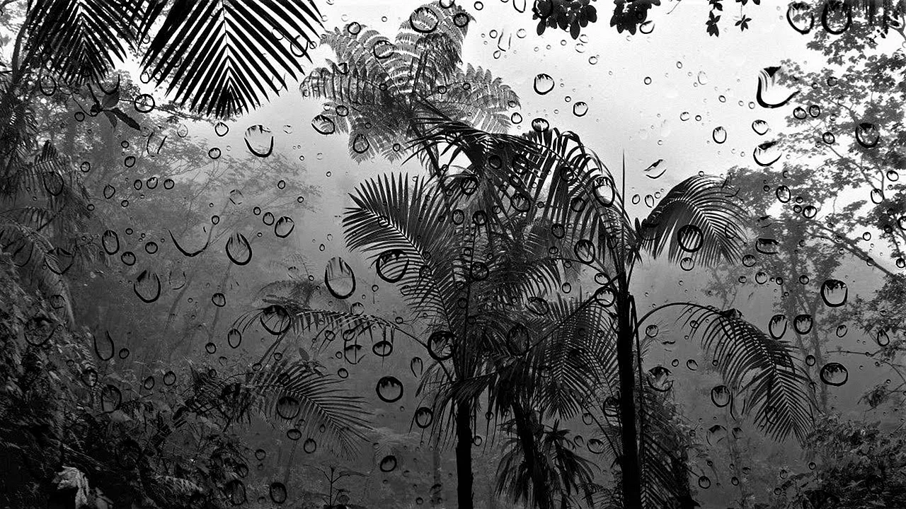 Rain Jungle Wallpaper