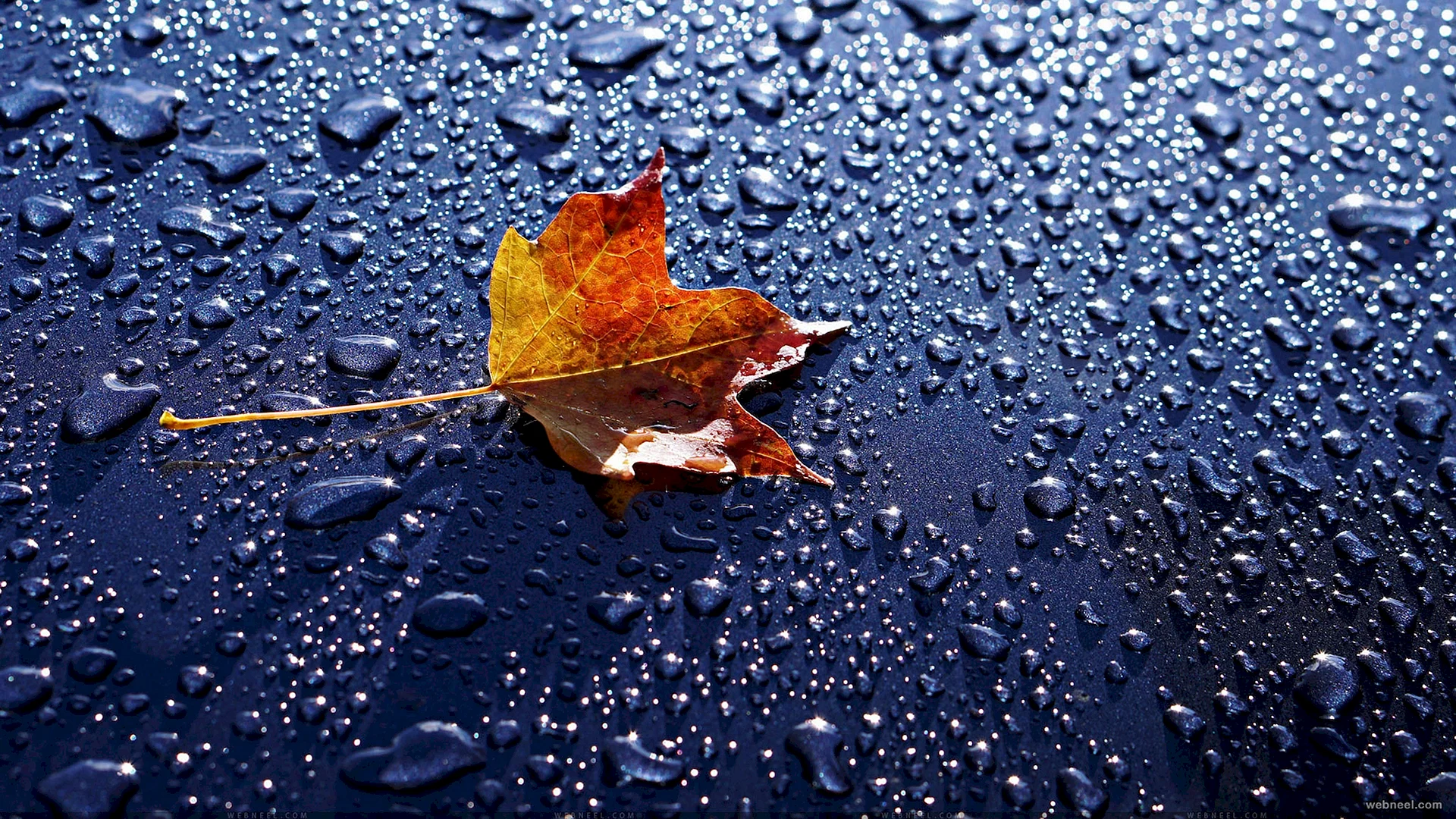 Rain Leaf Wallpaper