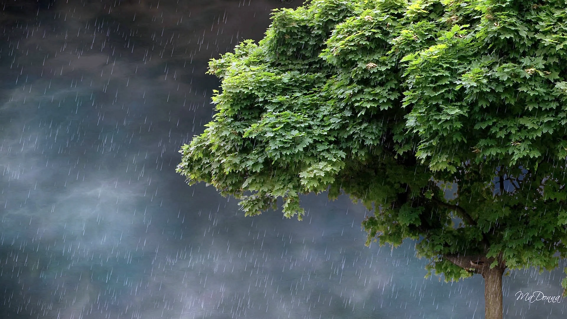 Rain Wallpaper