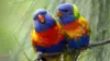 Rainbow Parakeet Wallpaper