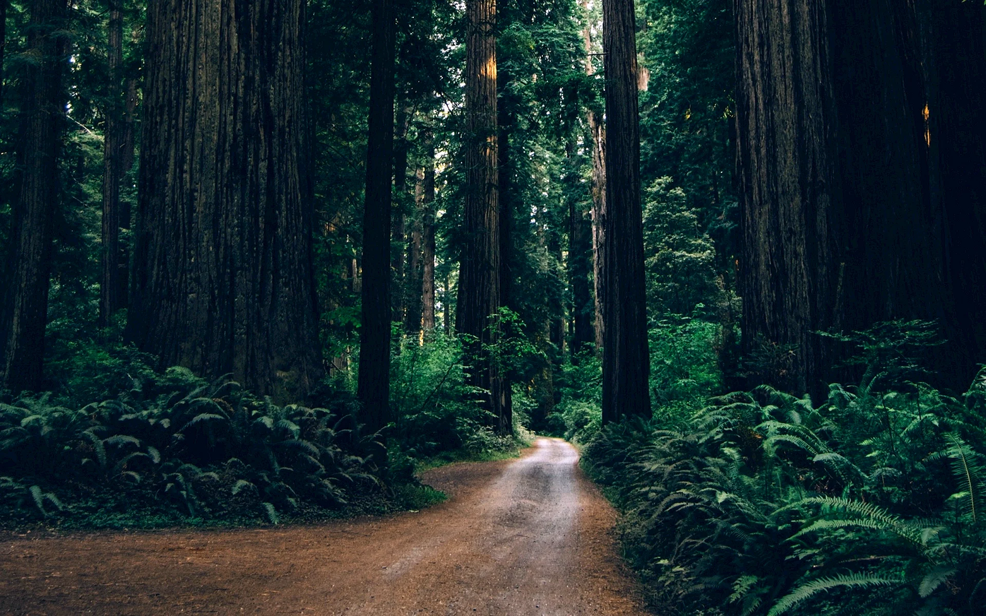 Rainforest 4k Wallpaper