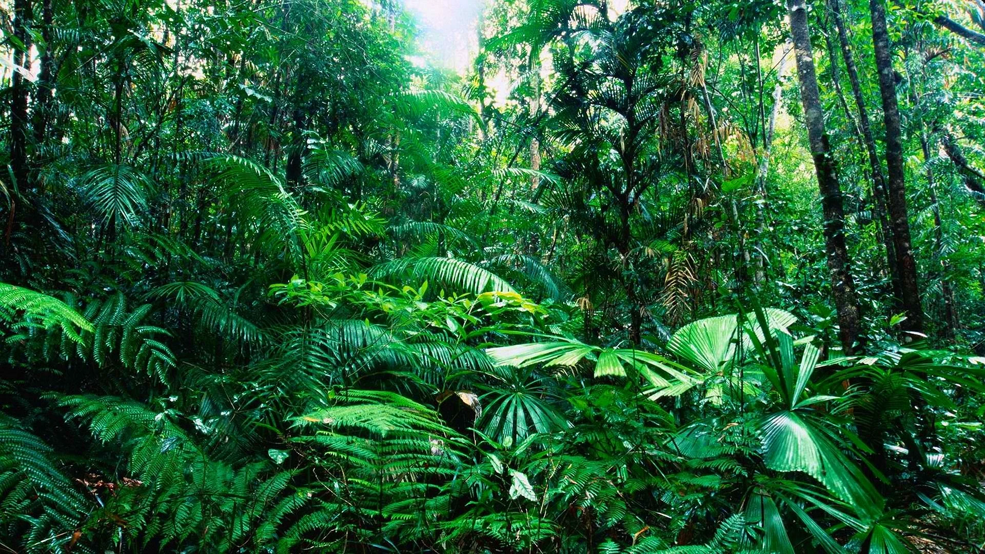 Rainforest Wallpaper