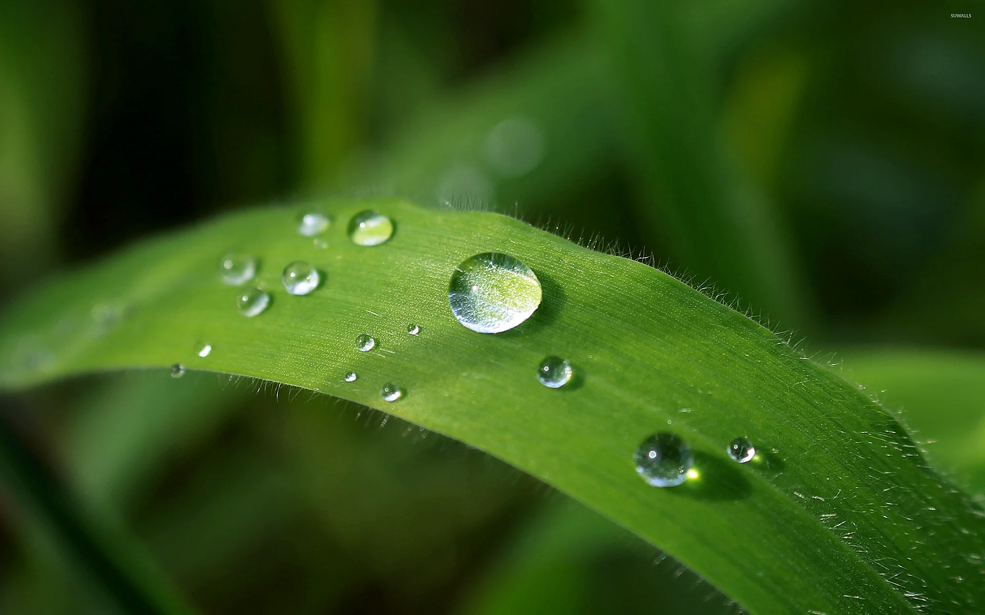 Raining On A Leaf Wallpaper