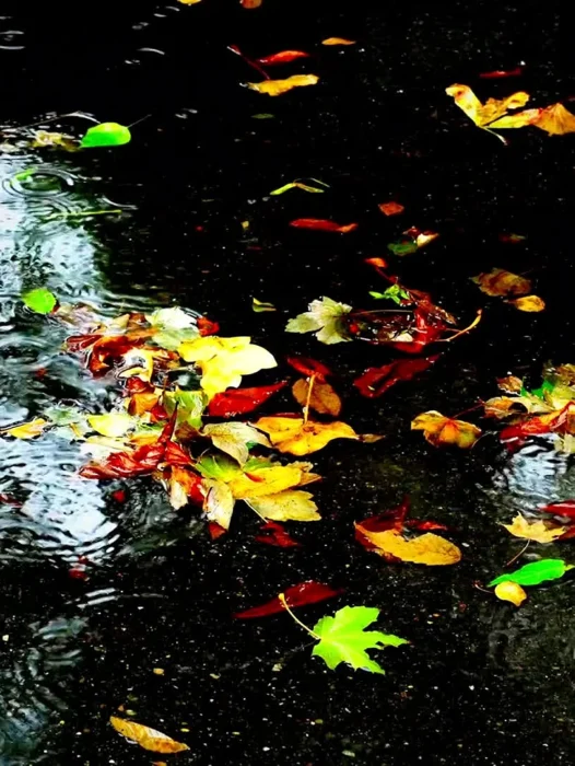 Rainy Autumn Wallpaper