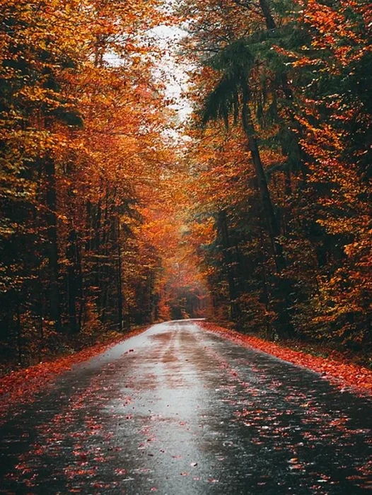 Rainy Autumn Wallpaper