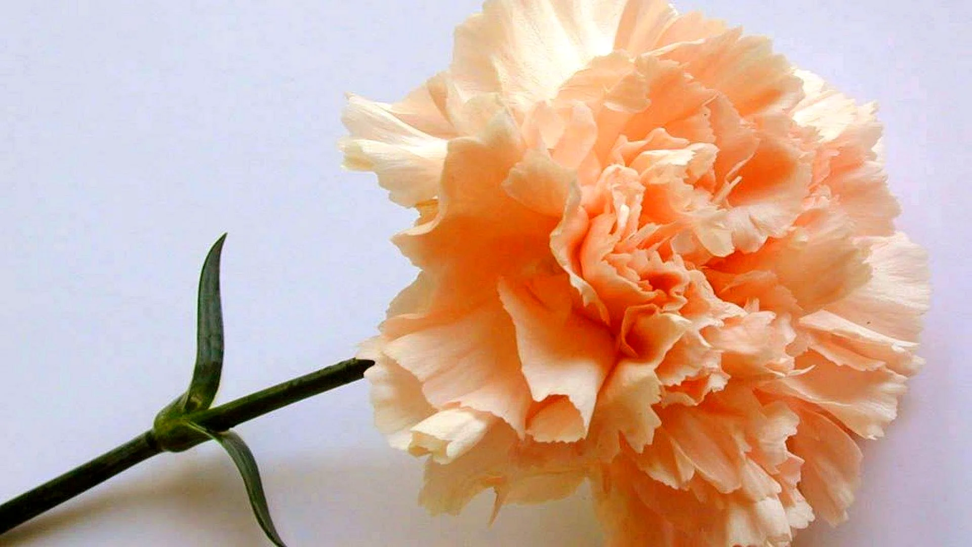 Realistic Carnation Wallpaper