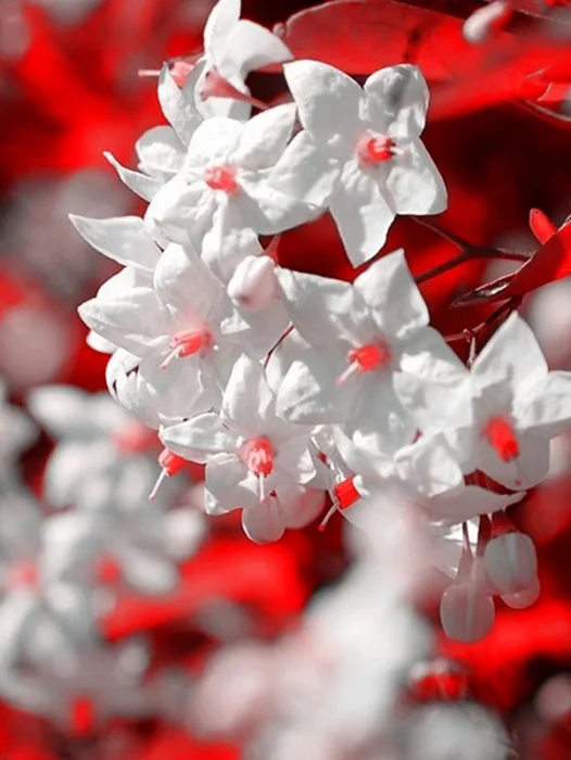 Red And White Flower Wallpaper