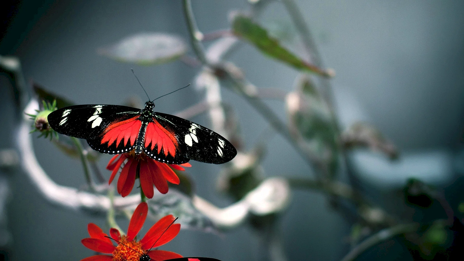 Red Black Butterfly Wallpaper