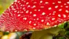 Red Cap Mushroom Wallpaper For iPhone
