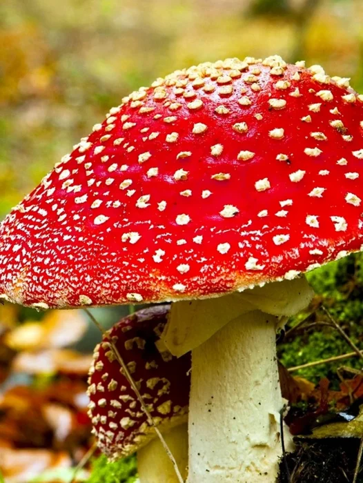Red Cap Mushroom Wallpaper For iPhone