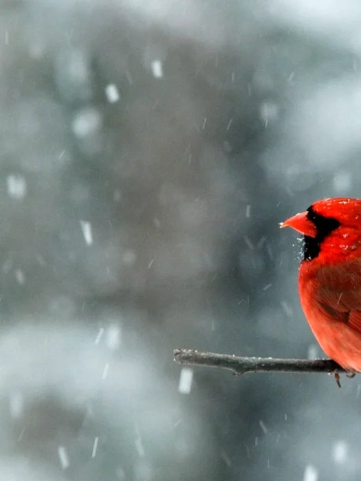 Red Cardinal Bird Wallpaper