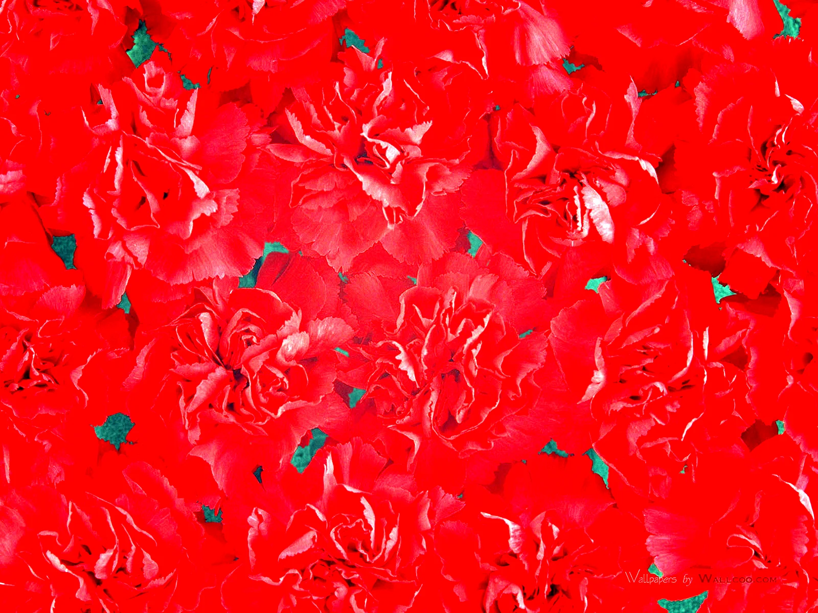 Red Carnation background Wallpaper