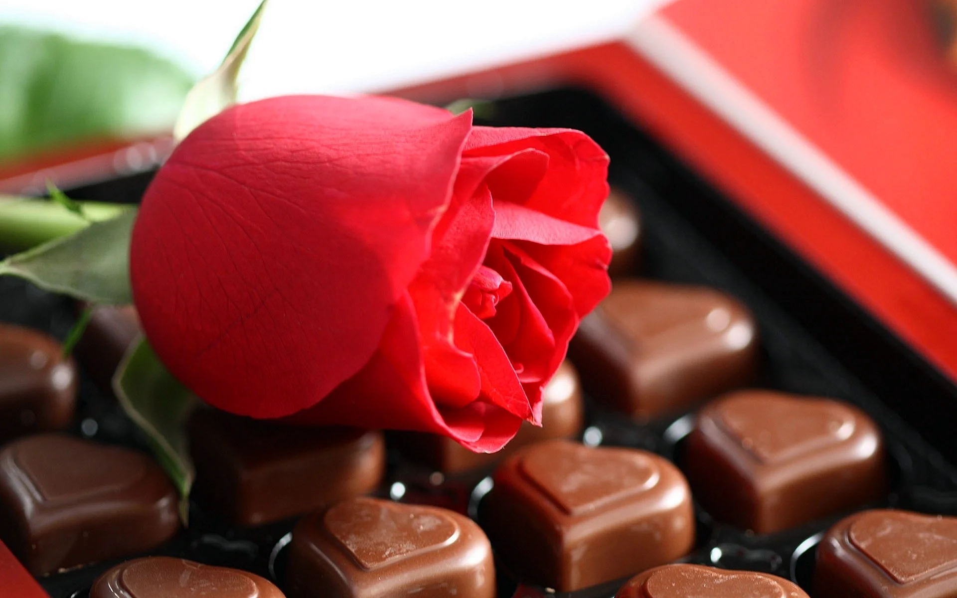 Red Chocolate Roses Wallpaper