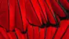 Red Feather Wallpaper