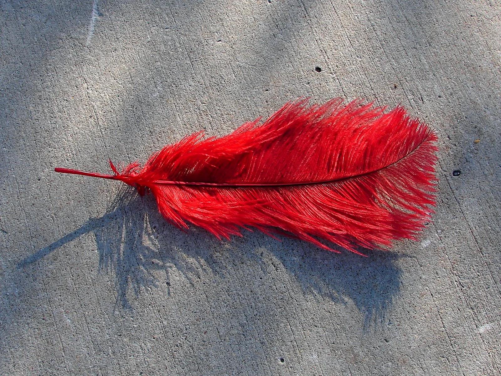 Red Feather Wallpaper