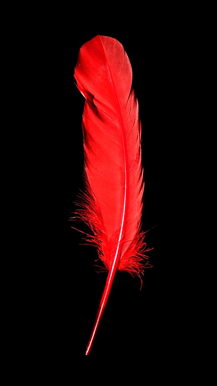 Red Feather Wallpaper