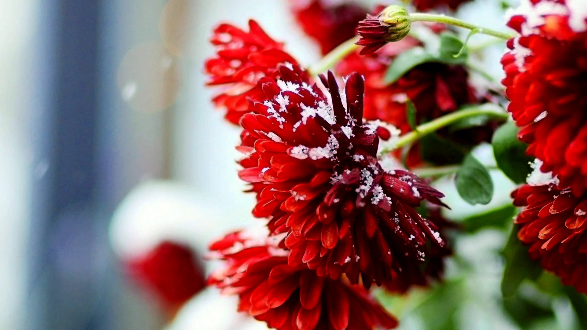 Red Flower Wallpaper