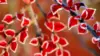 Red Flowers Leaves Wallpaper