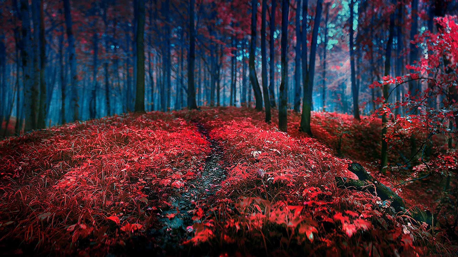 Red Forest Wallpaper