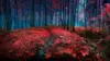 Red Forest Wallpaper