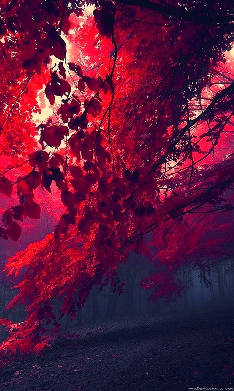 Red Forrest Wallpaper For iPhone