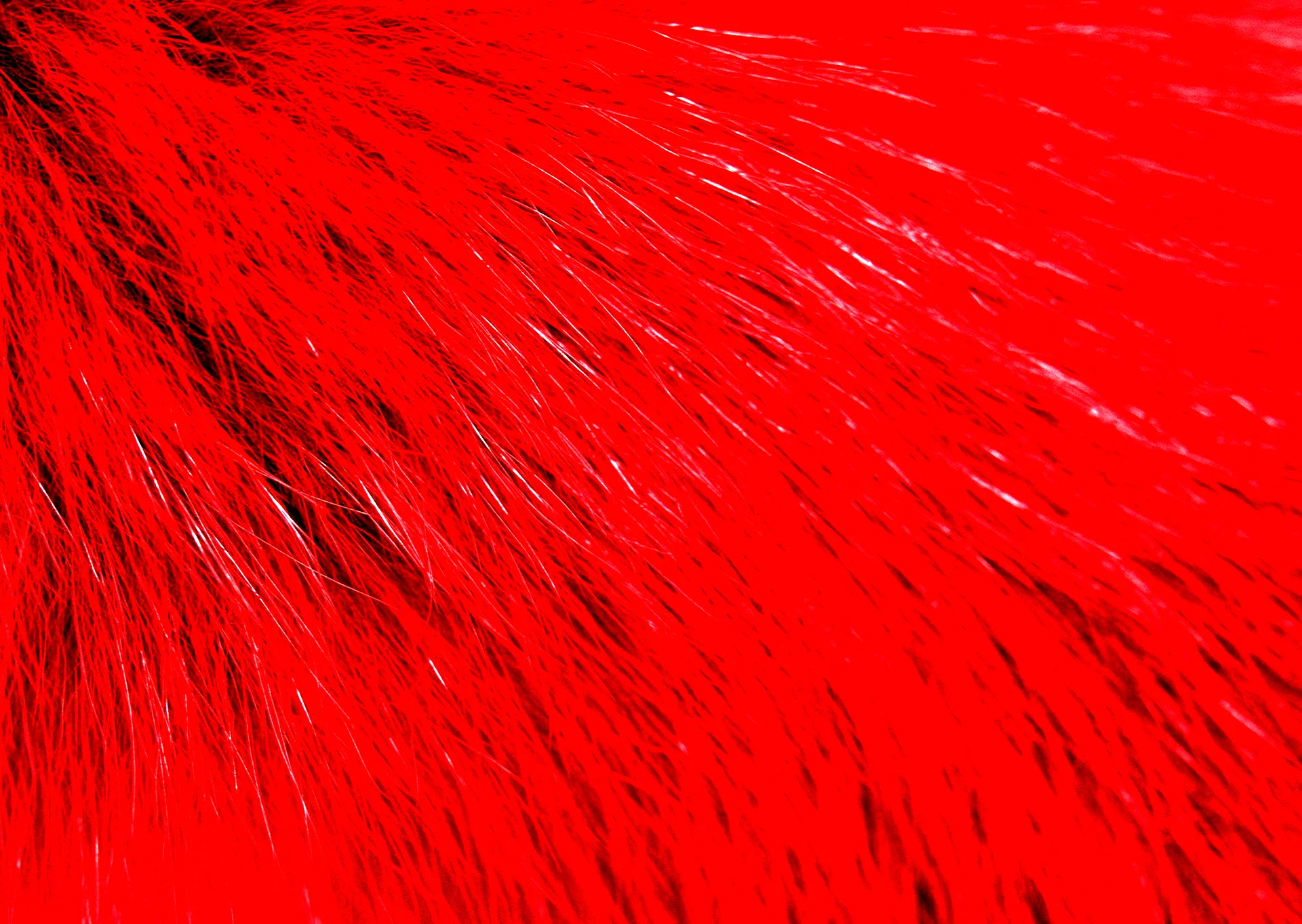 Red Fur Wallpaper