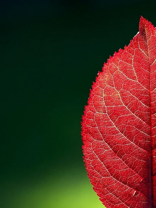 Red Leaf Wallpaper