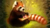 Red Panda Art Wallpaper