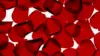 Red Petals Wallpaper