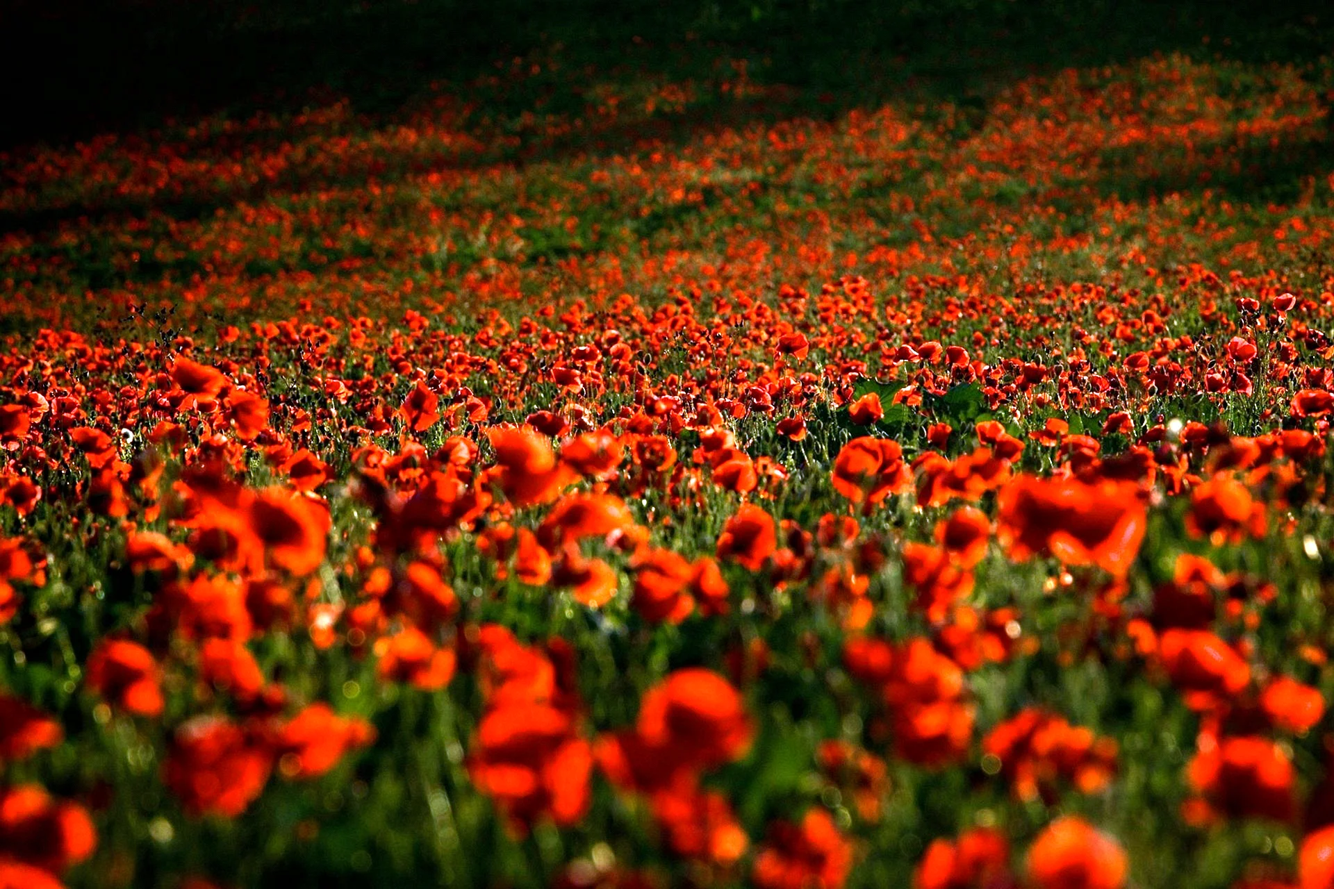 Red Poppy Wallpaper