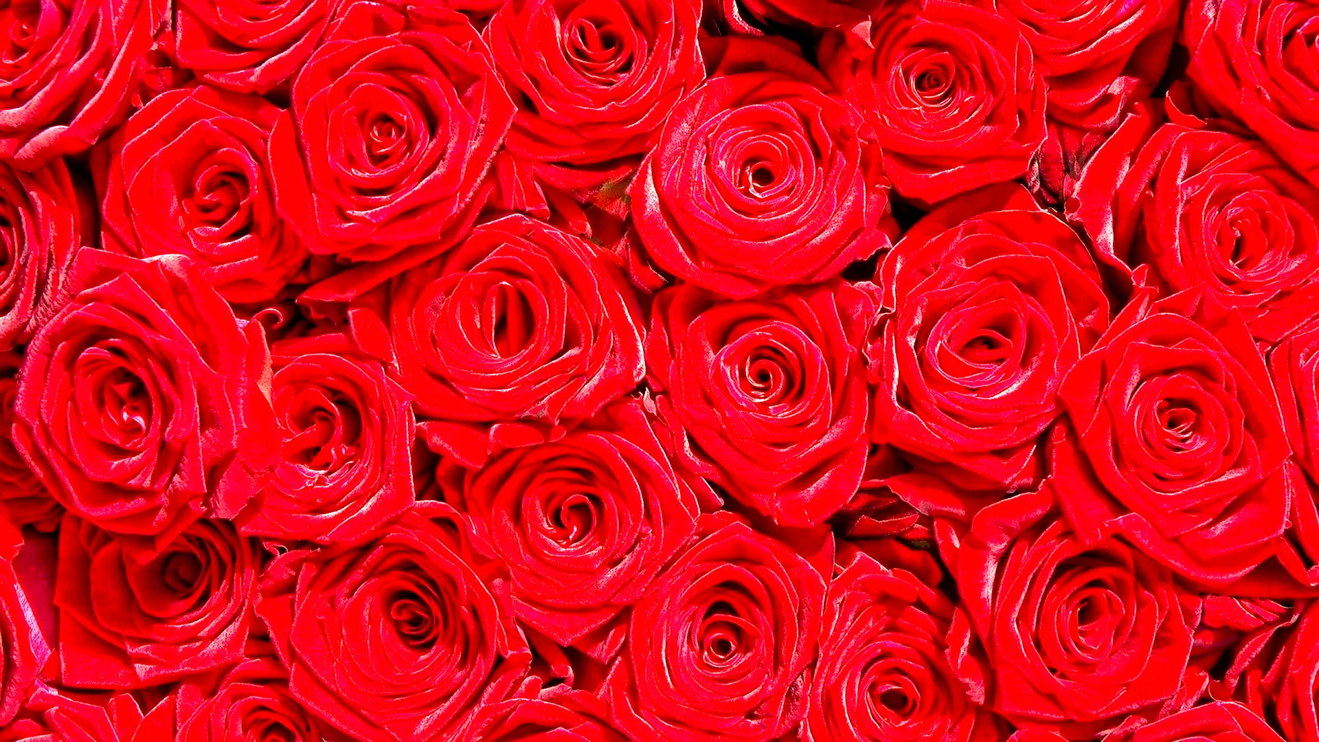 Red Rose Wallpaper