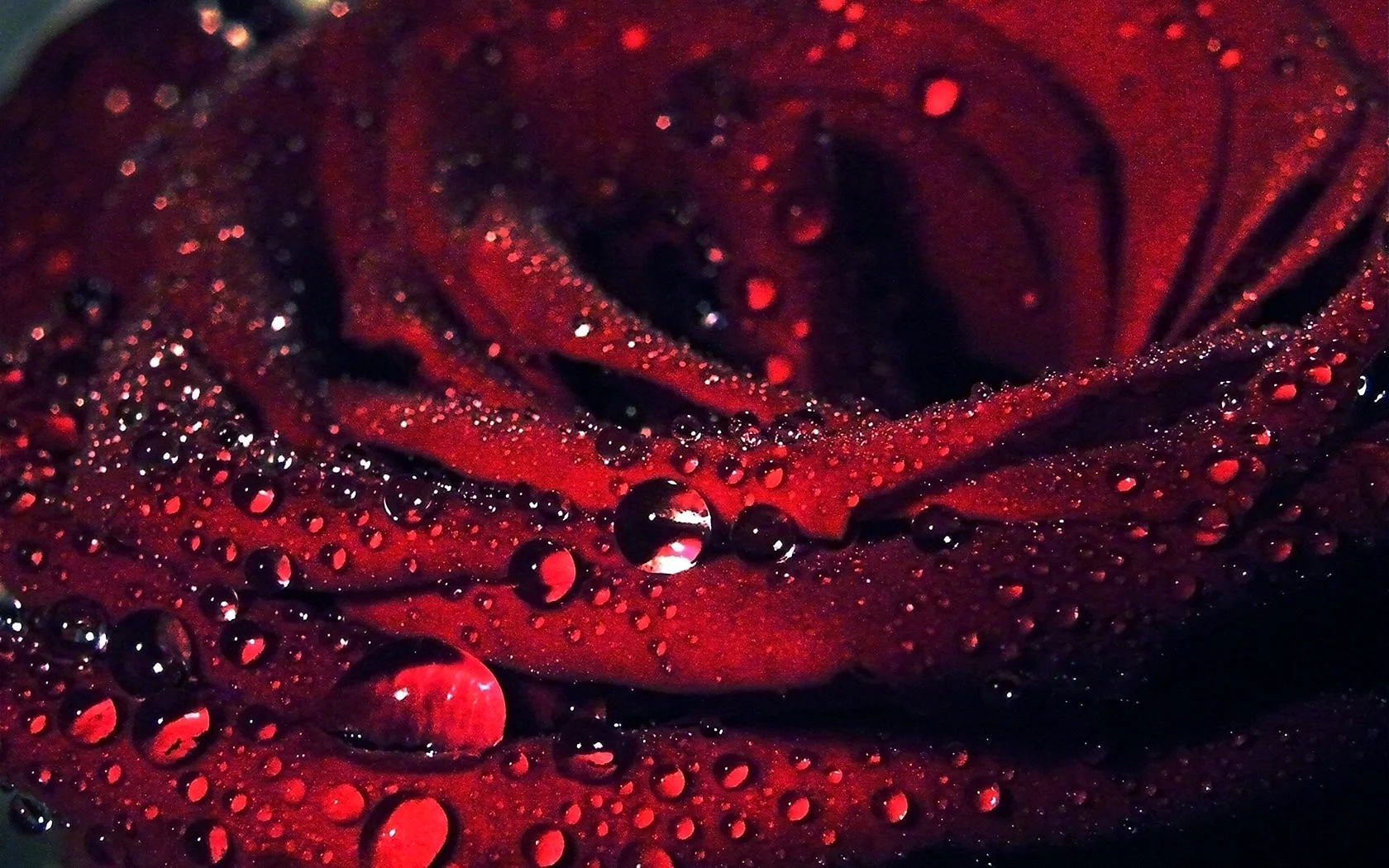 Red Rose Macro Dew Wallpaper