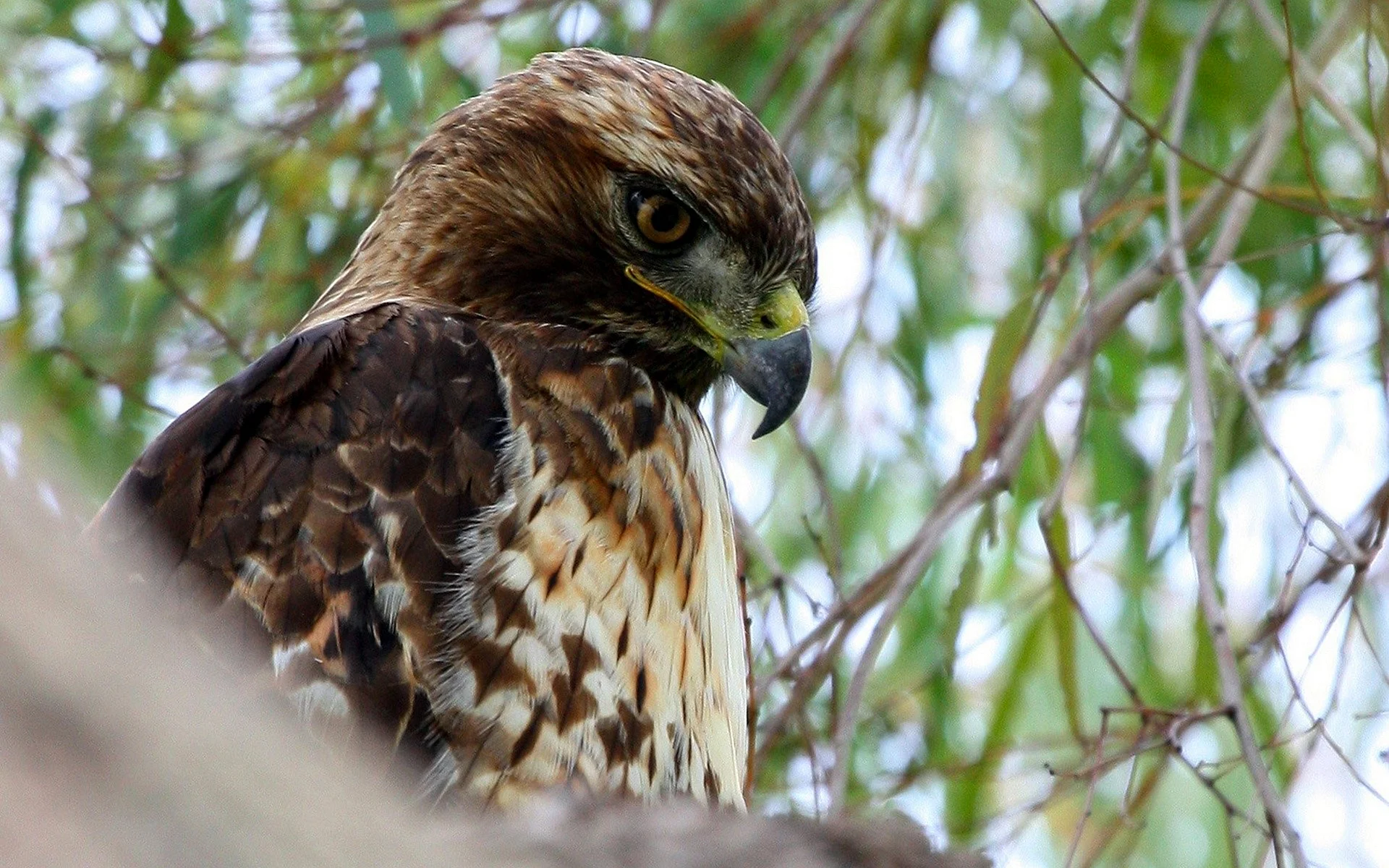 Red Tail Hawk Wallpaper