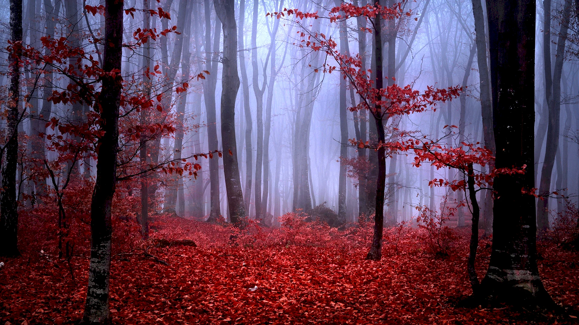 Red Tree Wallpaper