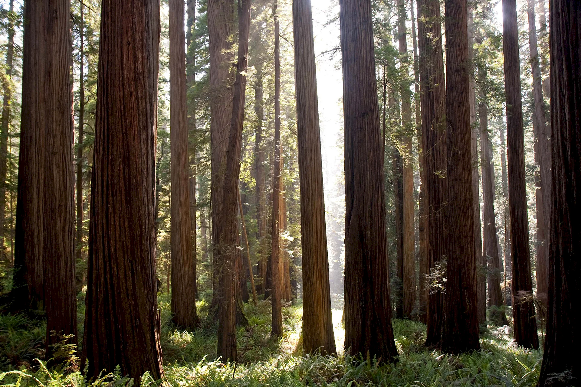 Redwood Forest Wallpaper