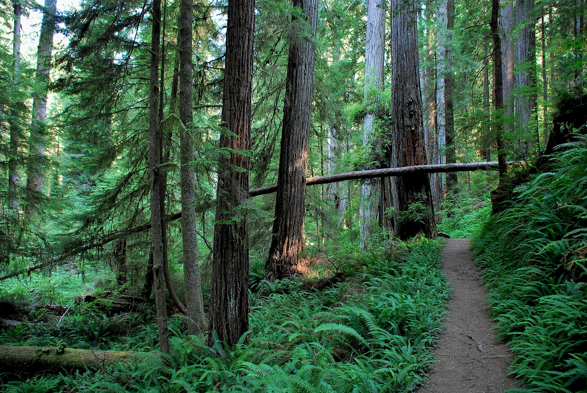 Redwood Forest Wallpaper