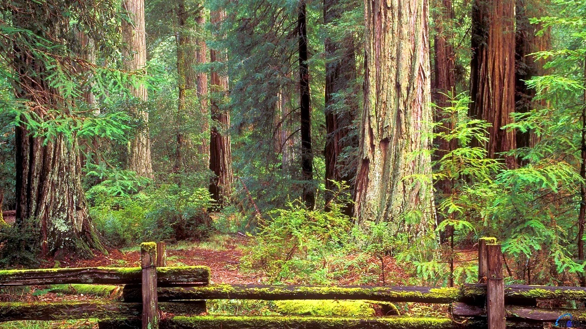 Redwood Forest Wallpaper