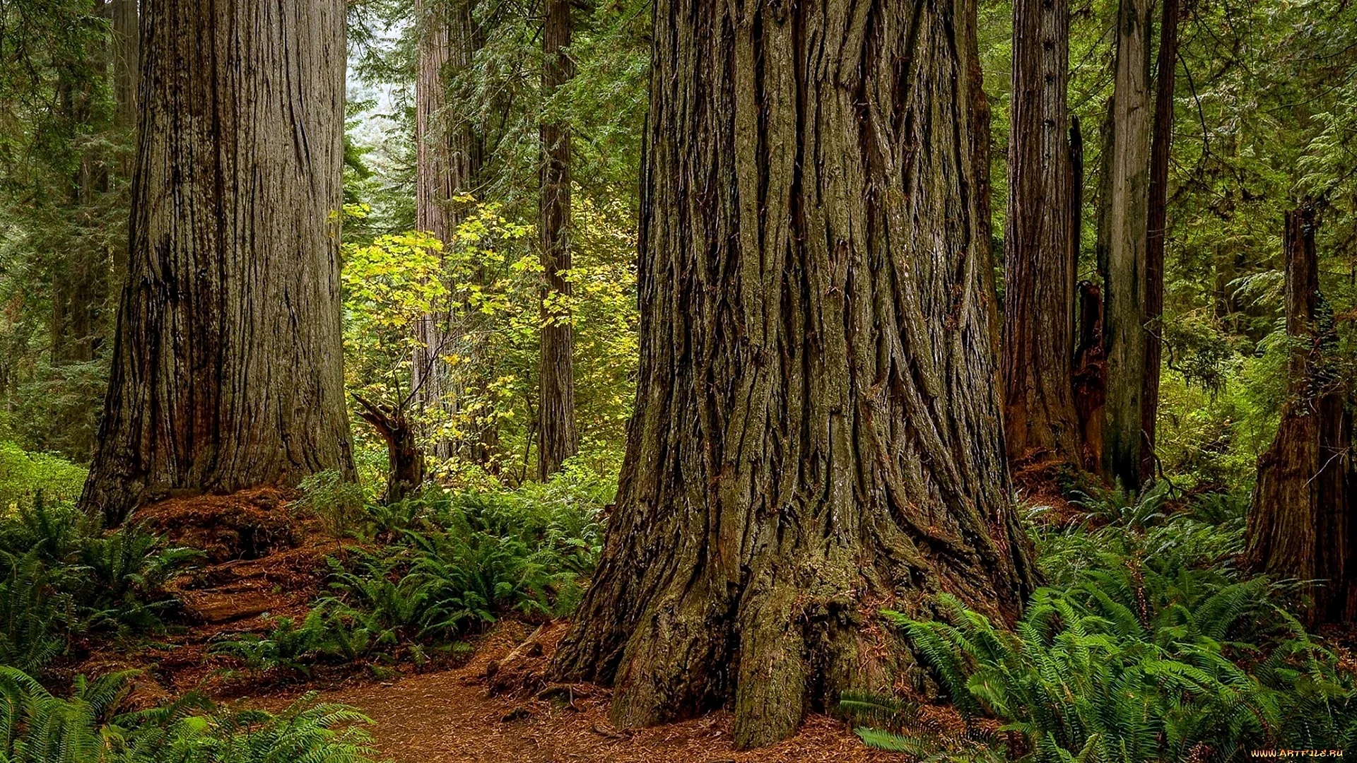 Redwood National Park Wallpaper