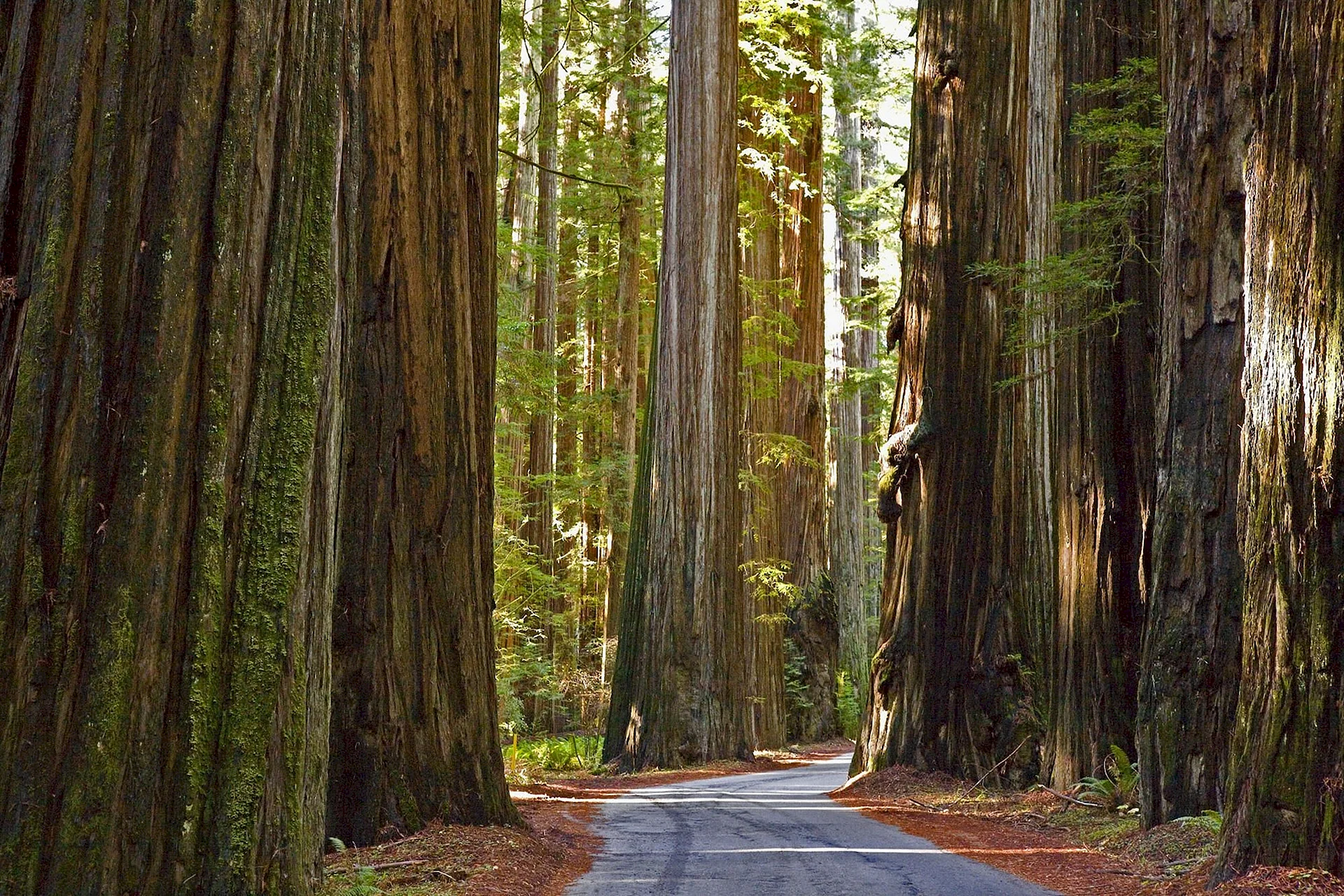 Redwood National Park Wallpaper