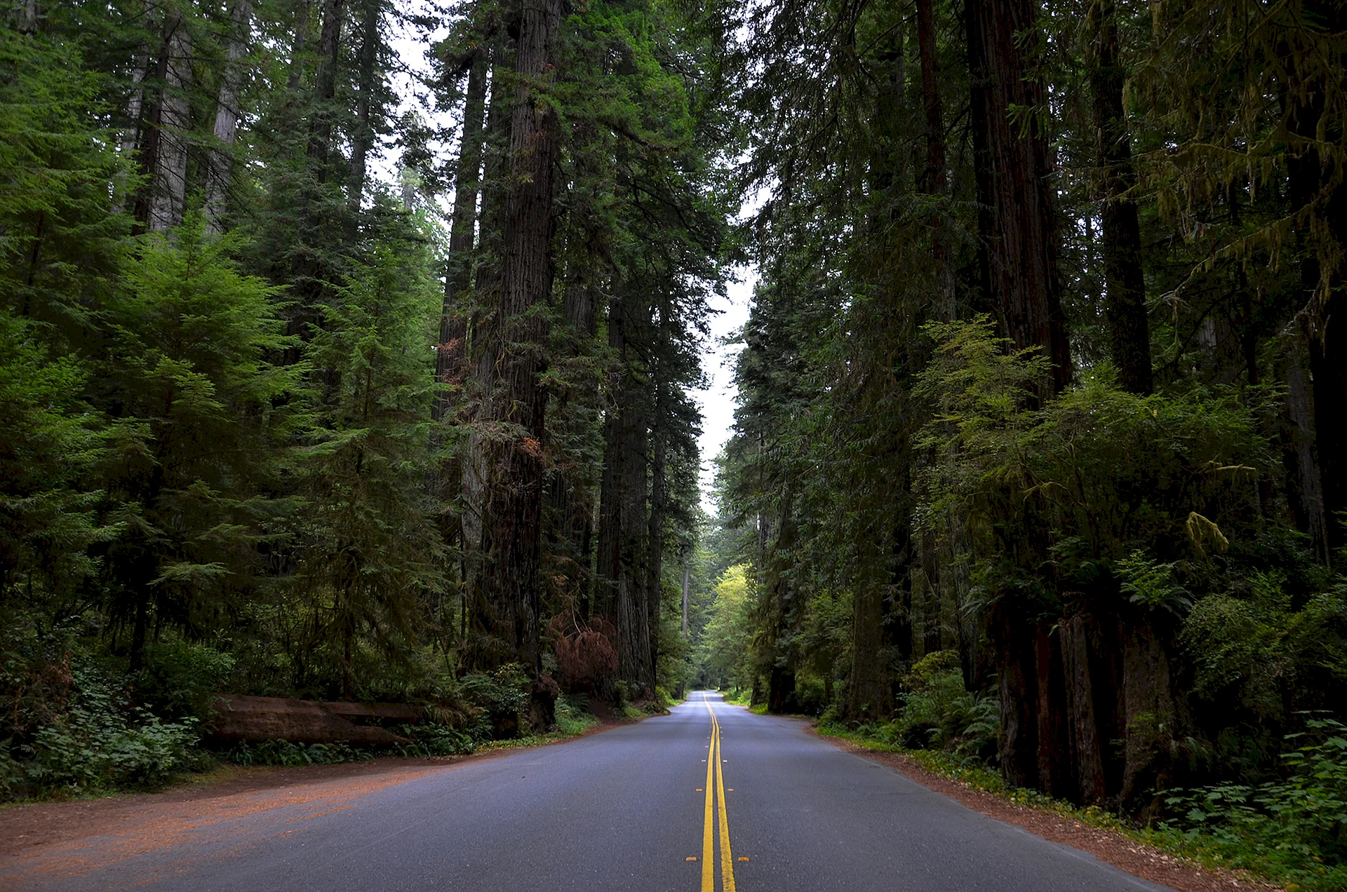 Redwood National Park Usa Wallpaper