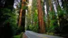 Redwood Tree Forest Wallpaper
